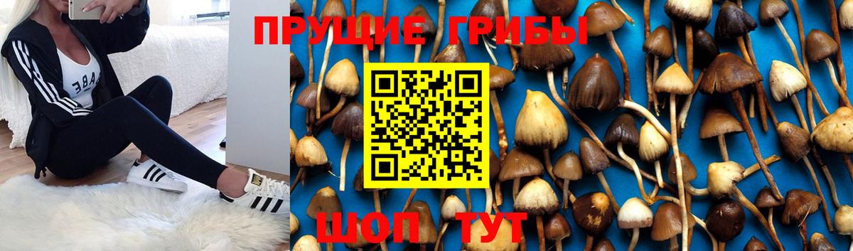 Псилоцибиновые грибы Psilocybine cubensis Белая Калитва